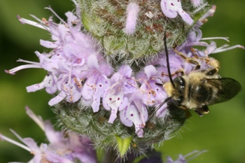 Blephilia ciliata